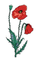 Flanders poppy